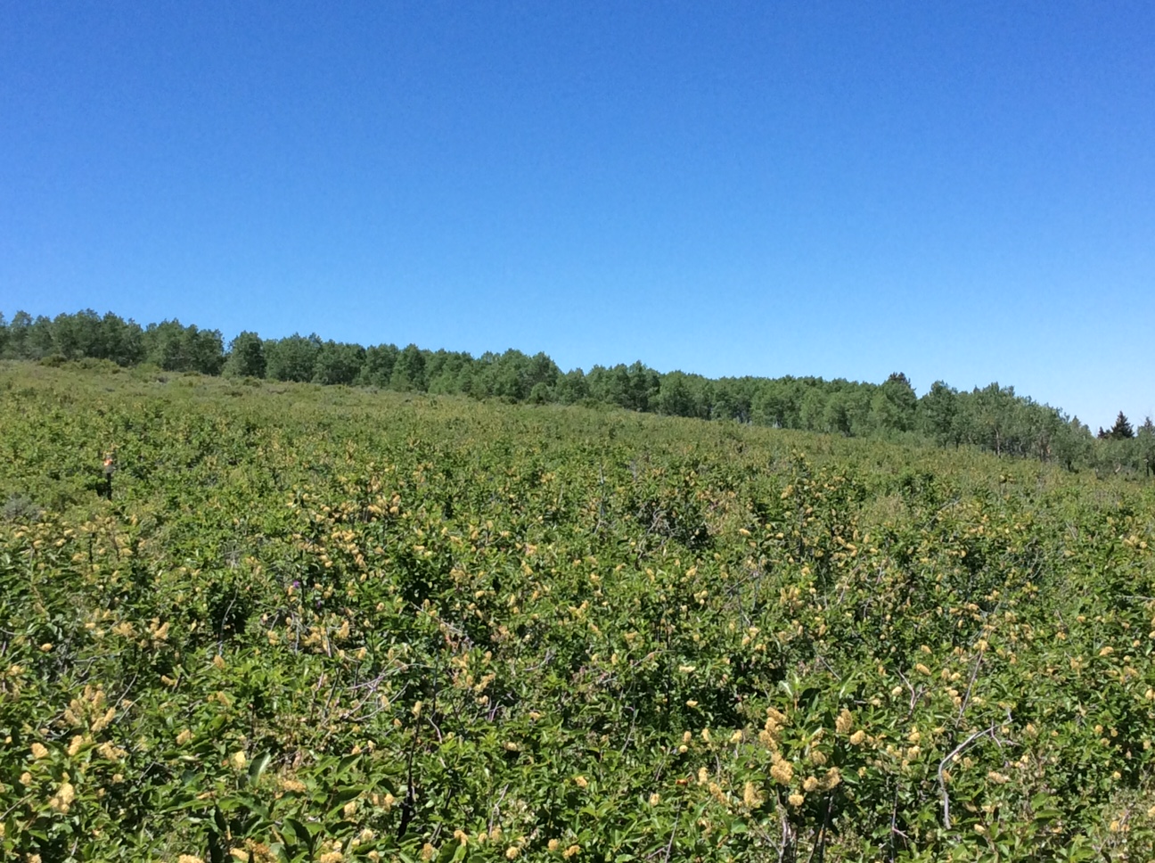 Home Soldier Summit Estates