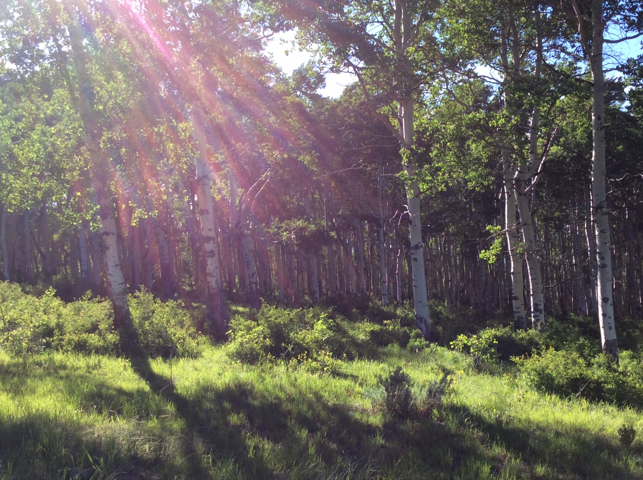 Home Soldier Summit Estates